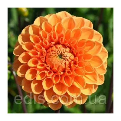 Жоржина Помпонная Sylvia