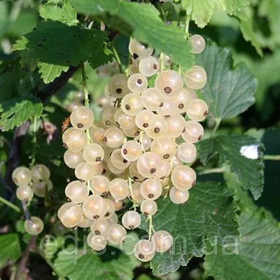 Смородина Сніжана штамб