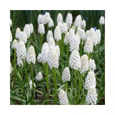 Мускарі Botryoides Album 5 цибулин