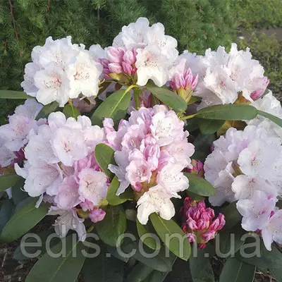 Рододендрон Schneekrone у контейнері