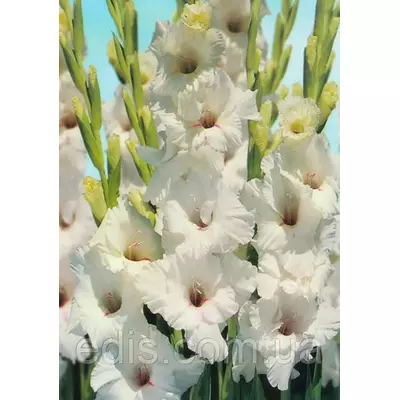 Гладіолус White Prosperity 8/10 3 цибулини