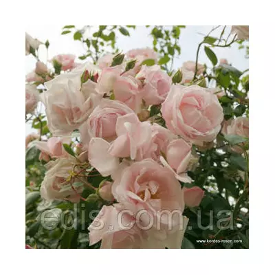 Троянда в'юнка Нью Даун (New Dawn)