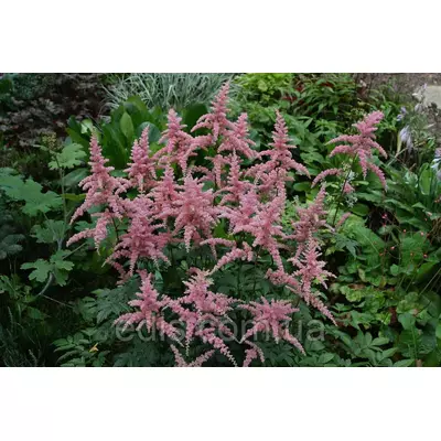 Астільба арендса Bresinham Beauty (Бресинхем б'юті)