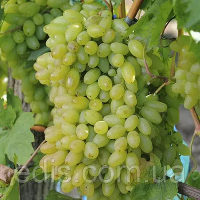 Виноград кишмиш Століття