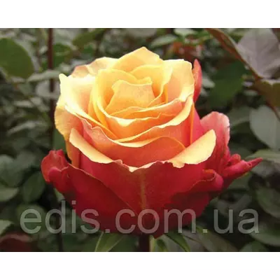 Троянда Черрі-Бренді (Cherry Brandy) чайно-гібридна