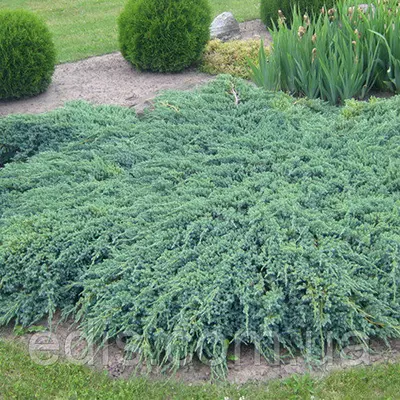 Ялівець Blue Carpet (Блю Карпет) у контейнері