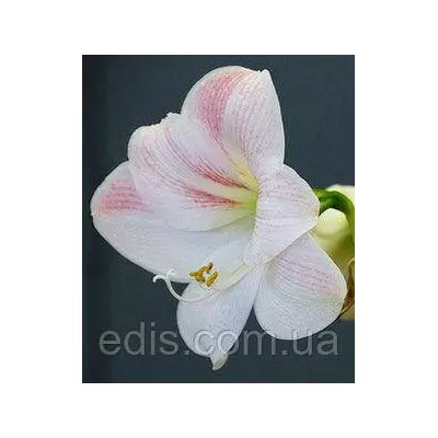 Амариліс Flamenco (Фламенко)