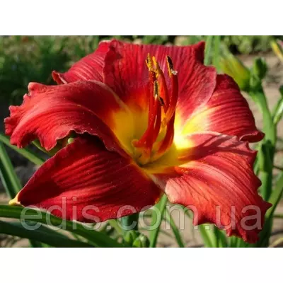 Лілейник Prince Redbird в контейнері