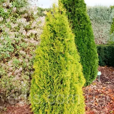 Туя західна Maria (Марія) у контейнері
