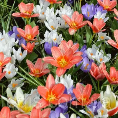 Арт-набір Солодкі мрії 10 цибулин