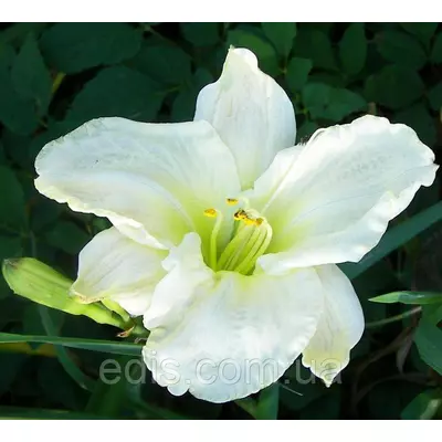 Лілейник White Temptation кореневище