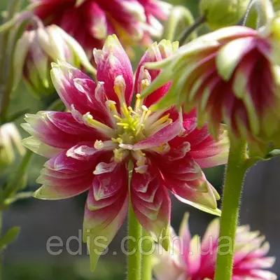 Аквілегія махрова Nora Barlow / Нора Барлоу / кореневище