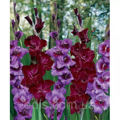 Набір гладіолусів Літня ніч 7 цибулин/уп.