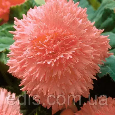 Бегонія бульбова Фимбриата Лососева, 1 бульба