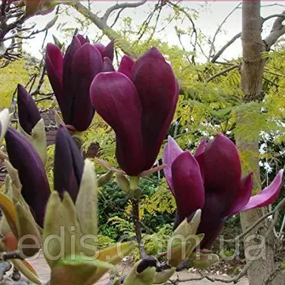 Магнолія Nigra у контейнері