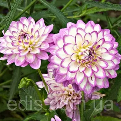 Жоржина низькоросла Melody Dixie