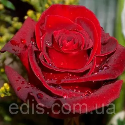 Троянда Експлорер (Explorer) чайно-гібридна