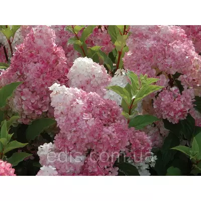 Гортензія волотиста Vanille Fraise (Ваніла Фрейз) 1-2-річна, 0,5 л.