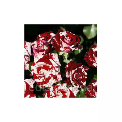 Троянда спрей Найт Флеш ( Flash Night )