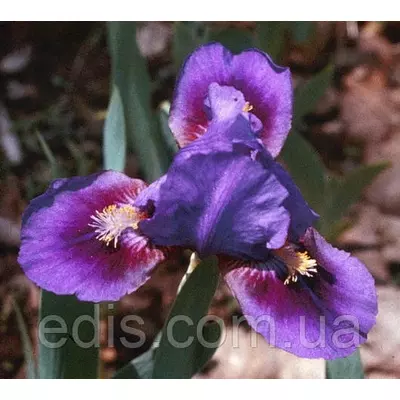 Ірис карликовий Double Lament