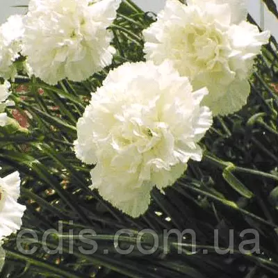 Гвоздика Шабо біла 0,1 г, насіння Яскрава