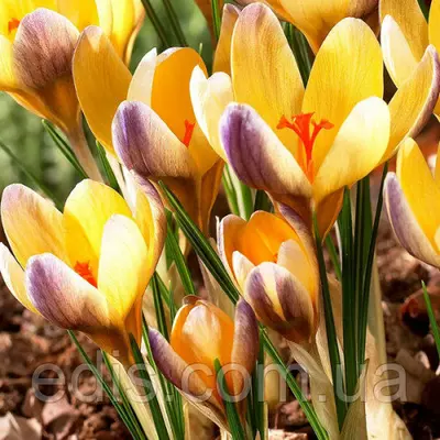 Крокус ботанічний Advance (Эдвенс) 5 цибулин