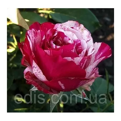 Троянда Сатина (Satina) англійська флорібунда