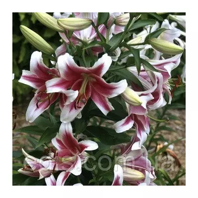 Лілія гігант Candy Club (Кенді Клаб) 1 цибулина 12/14