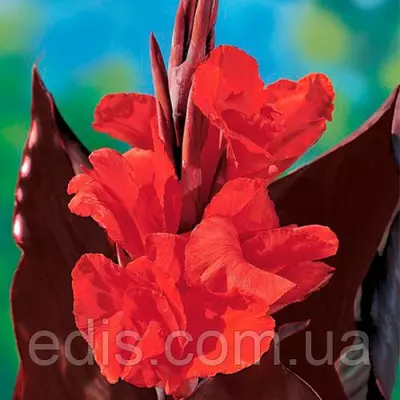 Канна темнолиста Red King Humbert