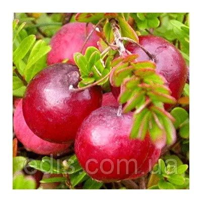 Журавлина Стівенс