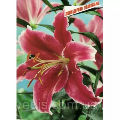 Лілія гігант Rosselini (Росселіні) цибулина 12/14