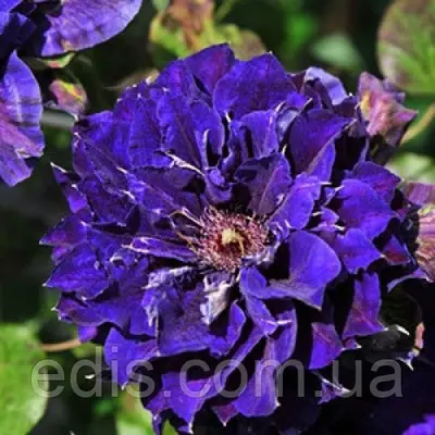 Клематис Shin-shigyoku (Шін-Шігуоку)