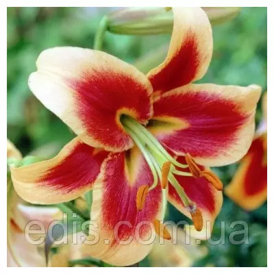 Лілія OT гібрид Red Morning 1 цибулина 12/14