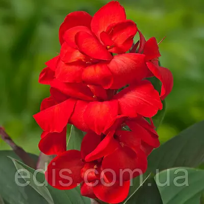 Канна низькоросла Happy Carmen