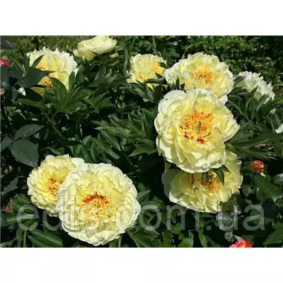 Півонія ІТО Yellow Heaven (Єллоу Хевен) кореневище