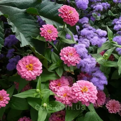 Цинія багатоквіткова Ліліпут рожева 0,5 г, насіння Яскрава