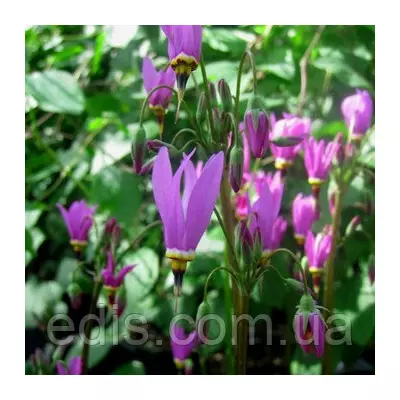 Додекатеон Queen Victoria (Королева Вікторія) в контейнері