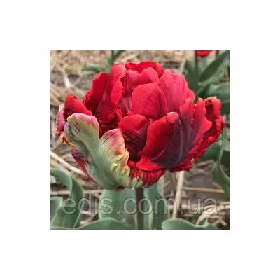 Тюльпан махровий папуговий Rococo Double (Рококо Дабл) 3 цибулини