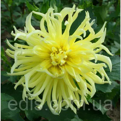 Жоржина кактусова Star Spectacle