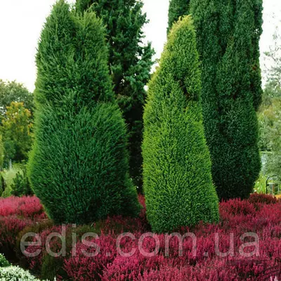 Ялівець Suecica (Суецика) у контейнері 0,5 л.