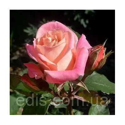 Троянда Ева (Eva) чайно-гібридна, дворічний саджанець