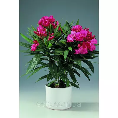 Олеандр жовтий махровий (Crimson Star) Крімсон Стар кімнатна рослина