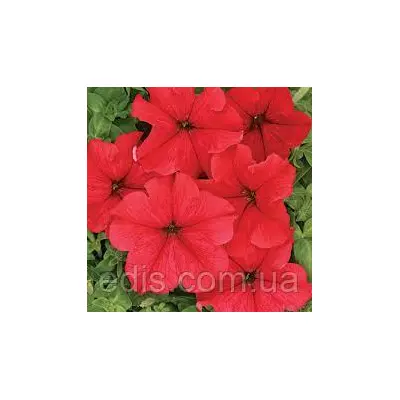Петуния гигантская Ласка F1, 10 семян-драже, серия PREMIUM ТМ Яскрава