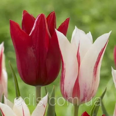 Набір Мерилін, 7 цибулин тюльпанів