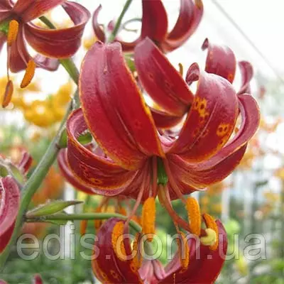 Лілія Мартагон Claude Shride 1 цибулина 12/14