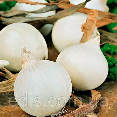 Цибулю севок White Globe (Вайт Глоуб) 8/16 0,5 кг