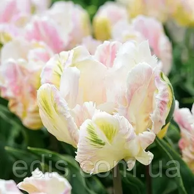 Тюльпан папуговий Libretto Parrot (Лібрето Перрот) 3 цибулинки 11/12