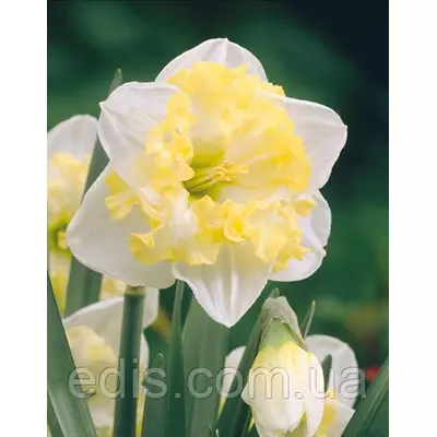 Нарцис розрізнокорончатий Printal 2 цибулини