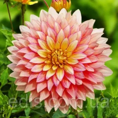 Жоржина низькоросла Extase