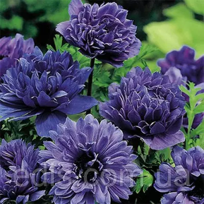 Анемона корончаста махрова Lord Lieutenant (Лорд Лейтенант) 5 бульб/уп.